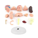 Anatomiczny model mózgu człowieka w wersji kolorowej na statywie