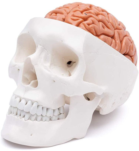 Model czaszki ludzkiej i mózg naturalna proporcja