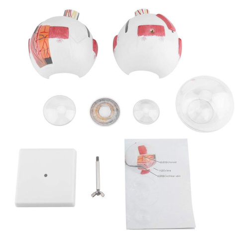 Model oka ludzkiego w powiększeniu prezentacja anatomiczna