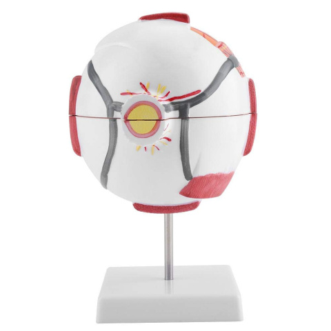 Model oka ludzkiego w powiększeniu prezentacja anatomiczna