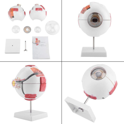 Model oka ludzkiego w powiększeniu prezentacja anatomiczna