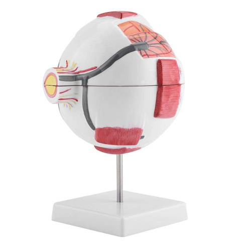 Model oka ludzkiego w powiększeniu prezentacja anatomiczna