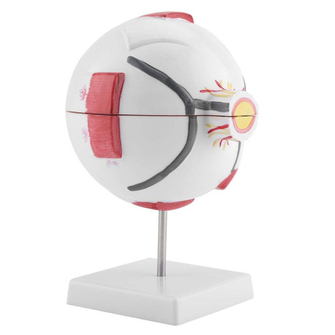 Model oka ludzkiego w powiększeniu prezentacja anatomiczna