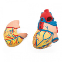 Serce model anatomiczny człowieka 2 częściowy