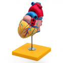 Serce model anatomiczny człowieka 2 częściowy