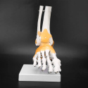 Stopa ludzka z więzadłami model anatomiczny do prezentacji