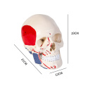 Szkielet czaszka model anatomiczny kolorowy do dydaktyki