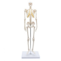 Szkielet człowieka 85 cm model anatomiczny
