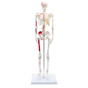 Szkielet człowieka w wersji statywowej kolorowa