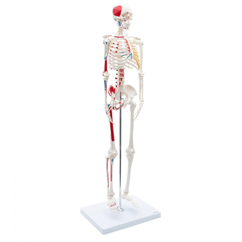Szkielet człowieka w wersji statywowej kolorowa