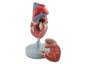 Zestaw serce model ludzki anatomiczny w wersji kolorowej na statywie