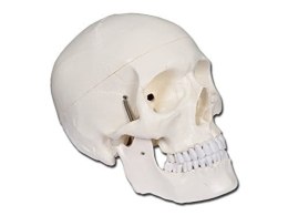 Model czaszki człowieka anatomiczny