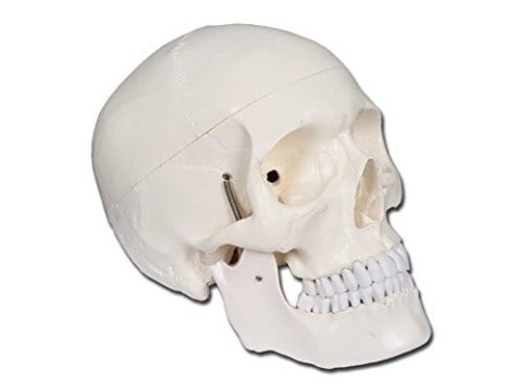 Model czaszki człowieka anatomiczny