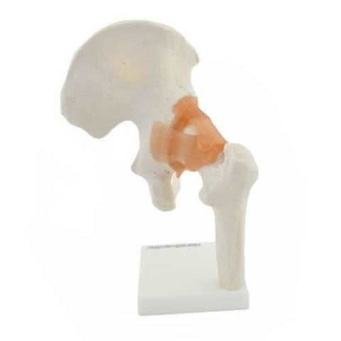 Szkielet stawu biodrowego model anatomiczny