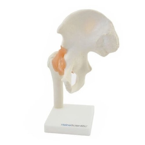Szkielet stawu biodrowego model anatomiczny