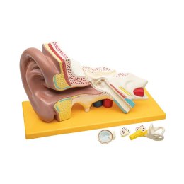 Model ucha ludzkiego 4-częściowy - anatomiczny