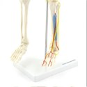 Model szkieletu człowieka z nerwami i naczyniami