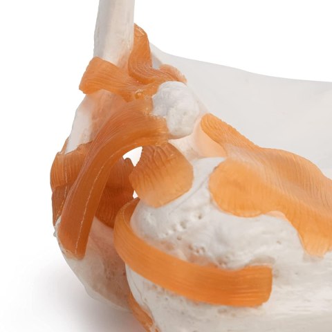 Kość przedramienia człowieka szkielet model anatomiczny