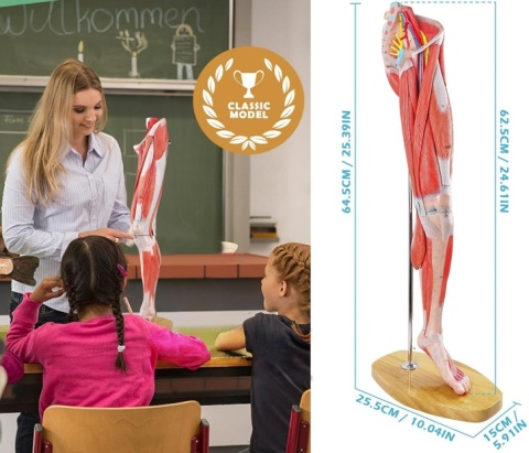 Mięśnie nogi człowieka model anatomiczny